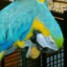 magnifique-perroquet-ara-femelle