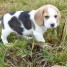 a-donner-chiot-beagle-femelle-de-03-mois