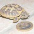 superbes-tortues-terrestres-hermann-munelle-vlaubile02-gmail-com