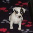 tres-beau-chiot-jack-russell-a-donner