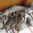 chatons-bengal-issus-de-deux-portees