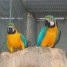 adorable-couple-de-perroquets-ara