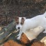 chienne-jack-russell-terrier-lof-a-donner