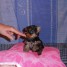 yorkshire-terrier-male-a-donner