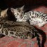 magnifiques-chatons-d-apparence-bengal-sont-nes-le-30-janvier-2015-100-seine-maritime