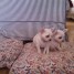 a-donner-couple-chiot-type-chihuahuas-male-et-femelle