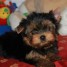donne-yorkshire-terrier-male