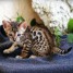 adonner-magnifique-chatons-bengale