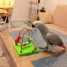magnifique-perroquet-male-type-gris-du-gabon