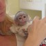 male-et-femelle-singes-capucins-bebe-pour-adoption