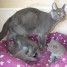 disponible-chaton-chartreux-loof