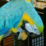 adorable-perroquet-femelle-type-ara