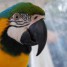 magnifique-perroquet-ara-femelle-eam