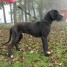 jeune-male-dogue-allemand-lof