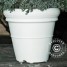 pot-azalea-o88x68-5cm-blanc-2-pcs