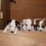 chiots-jack-russell-terrier