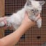 disponibles-chatons-siberien-loof