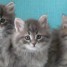 disponibles-chatons-siberiens-loof