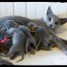 disponible-chatons-pure-race-bleu-russe-pour-adoption