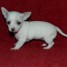 tres-jolie-chiot-chihuahua-a-donner