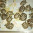 magnifique-tortues-hermann-boettgeri