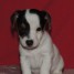 magnifique-jack-russell-terrier