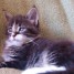 donne-chaton-maine-coon