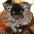 3-chatons-maine-coon-loof