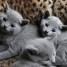 chatons-bleu-russe-a-vendre
