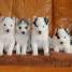 donne-chiot-husky-siberien-pour-adoption