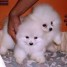 donne-petit-chiot-pomeranien