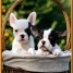 nous-vous-proposons-des-baby-de-race-bouledogue