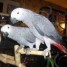 magnifique-couple-de-perroquets-type-gris-du-gabon