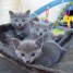 chatons-femelle-et-males-bleu-russe-lof-a-donner