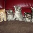 chatons-femelle-et-males-maine-coon-non-lof-a-donner