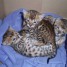 jolies-chatons-bengale-adonner-pour-adoption
