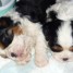 adonner-2-chiots-cavalier-king-charles-disponibles
