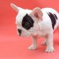 disponible-de-suite-bb-magnifique-chiot-bouledogue-francais