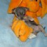 adorable-petit-male-type-chihuahua-a-poil-court