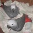 magnifique-couple-de-perroquets-gris-du-gabon