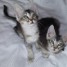 chatons-type-angora-turc-2-mois-et-demi