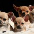 adonner-2-chiots-chihuahua-femelle