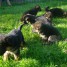 magnifiques-chiots-berger-allemand