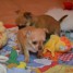 chiots-type-chihuahua-adorable