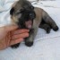 adorable-chiot-berger-allemand-non-lof