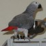 magnifique-jeune-perroquet-male-type-gris-du-gabon