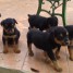 chiots-rottweiller-pure-race-a-donner