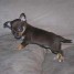 chiots-type-chihuahua-chocolat-a-donner