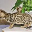 chatons-bengal-deja-disponible-pour-vos-enfants