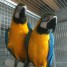 couple-de-perroquets-ara-ararauna-eam